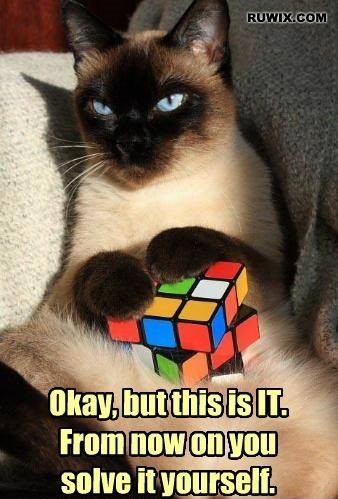 Rubiks cube cat memes funny images