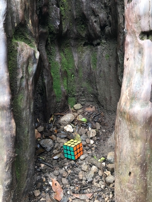 cube tree