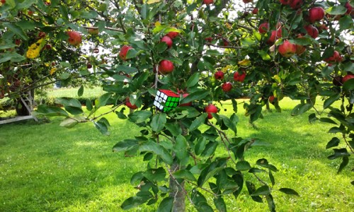 apple tree cube