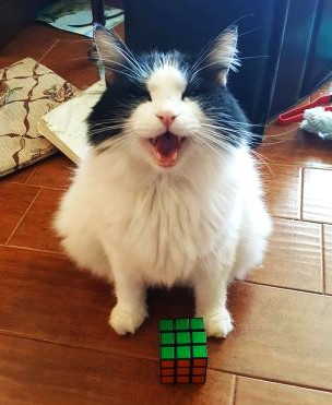 cat with rubiks cube