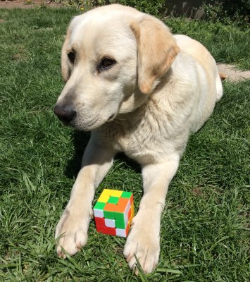 maya doggy